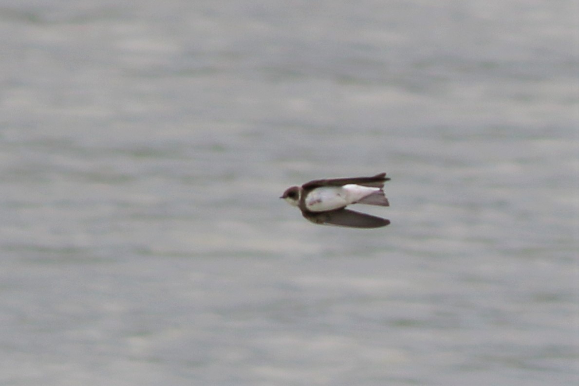 Bank Swallow